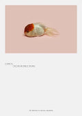 Robert Zhao Renhui: A Guide to the Flora and Fauna of the World: Steidl Book Award Asia 2017 - Hardcover
