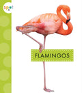 Flamingos - Paperback