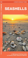 Seashells: A Folding Guide to Familiar North American Species - Paperback