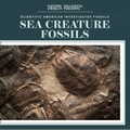 Sea Creature Fossils - Paperback