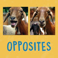 Opposites: English Edition - Paperback