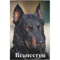 Beauceron: Dog breed overview and guide - Paperback