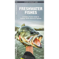 Freshwater Fishes: An Introduction to Familiar North American Species