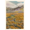 Vintage Journal California Poppies - Paperback
