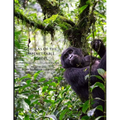Gorillas of the Impenetrable Forest: The Mountain Gorillas of Bwindi - Paperback