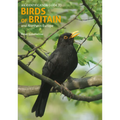 Identification Guide to Birds of Britain & Northern Europe - Paperback