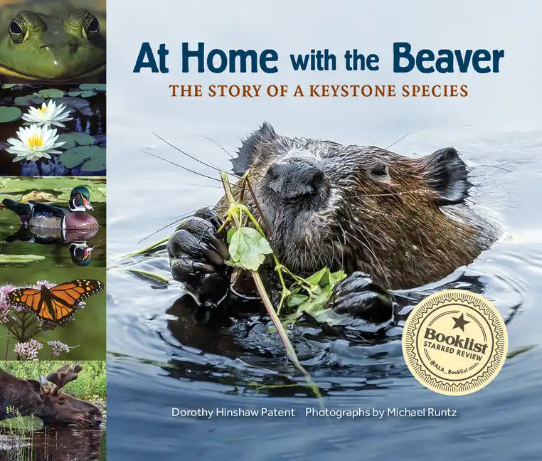 At Home with the Beaver: A Story of a Keystone Species - Paperback